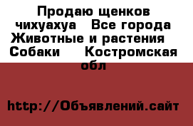 Продаю щенков чихуахуа - Все города Животные и растения » Собаки   . Костромская обл.